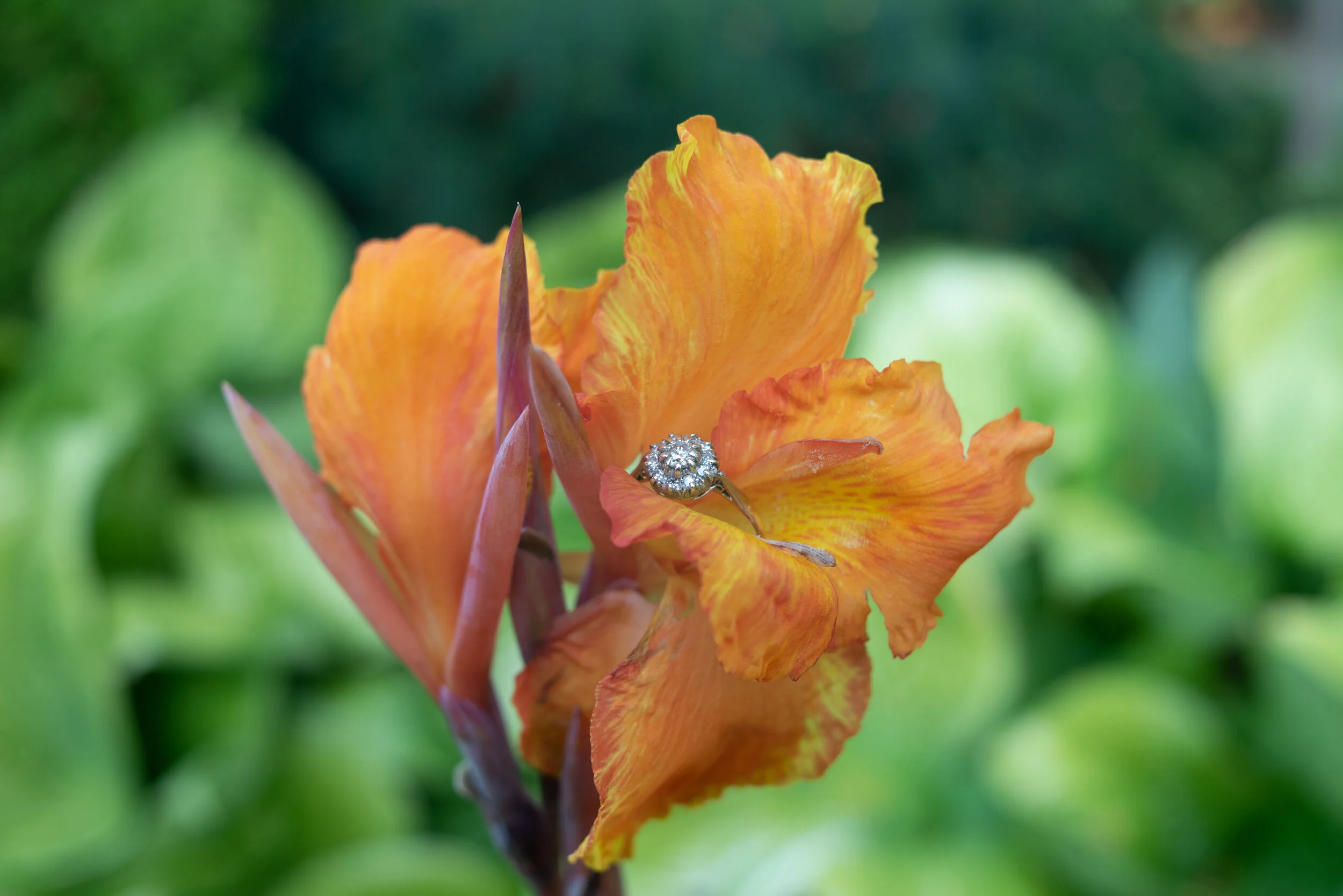 EngagementPhotos-102.jpg
