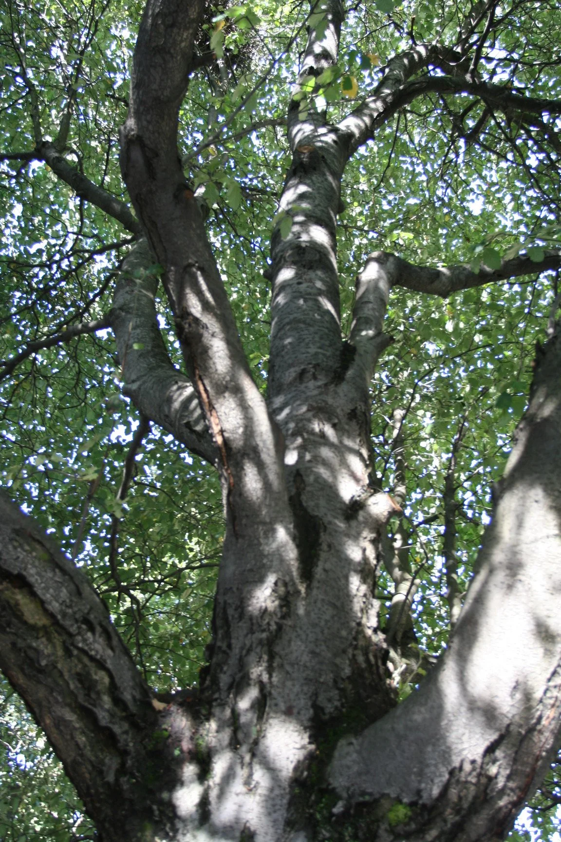 Reiki kurs trinn 2 - Sarah Selmer