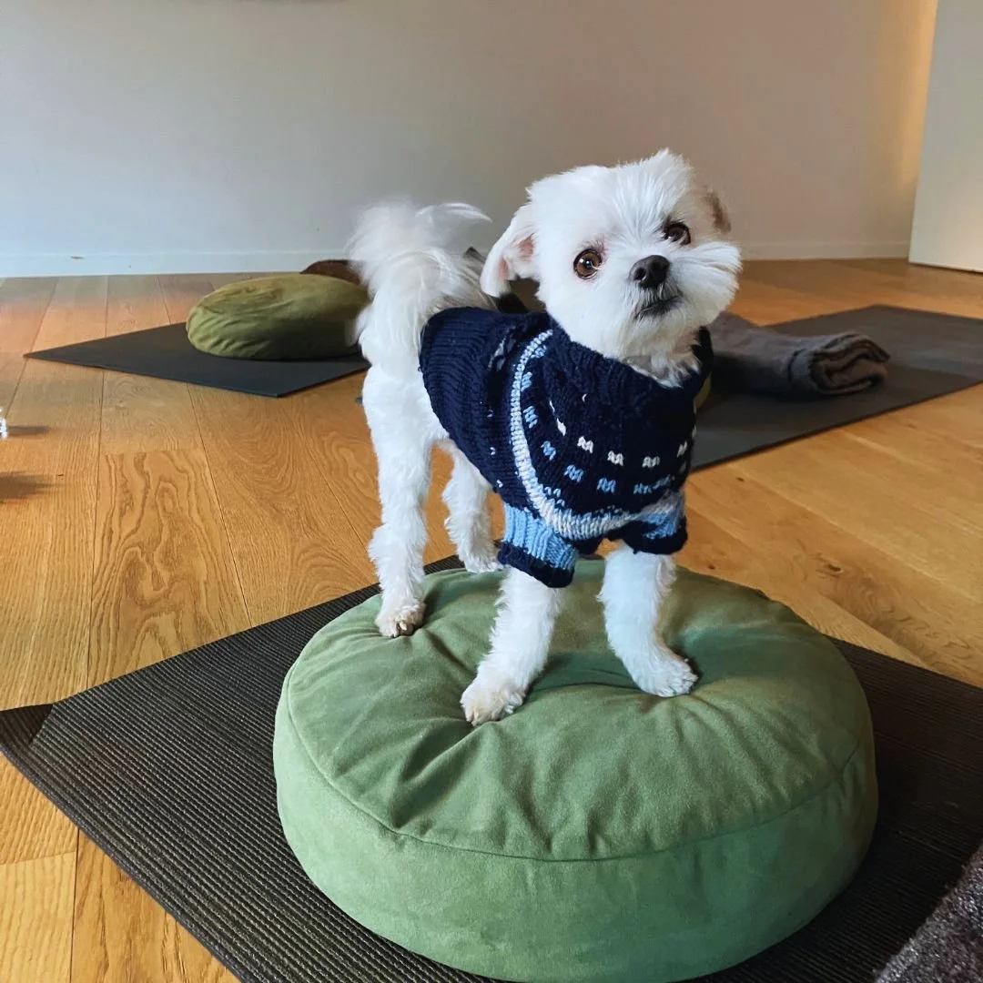 Dog.jpg