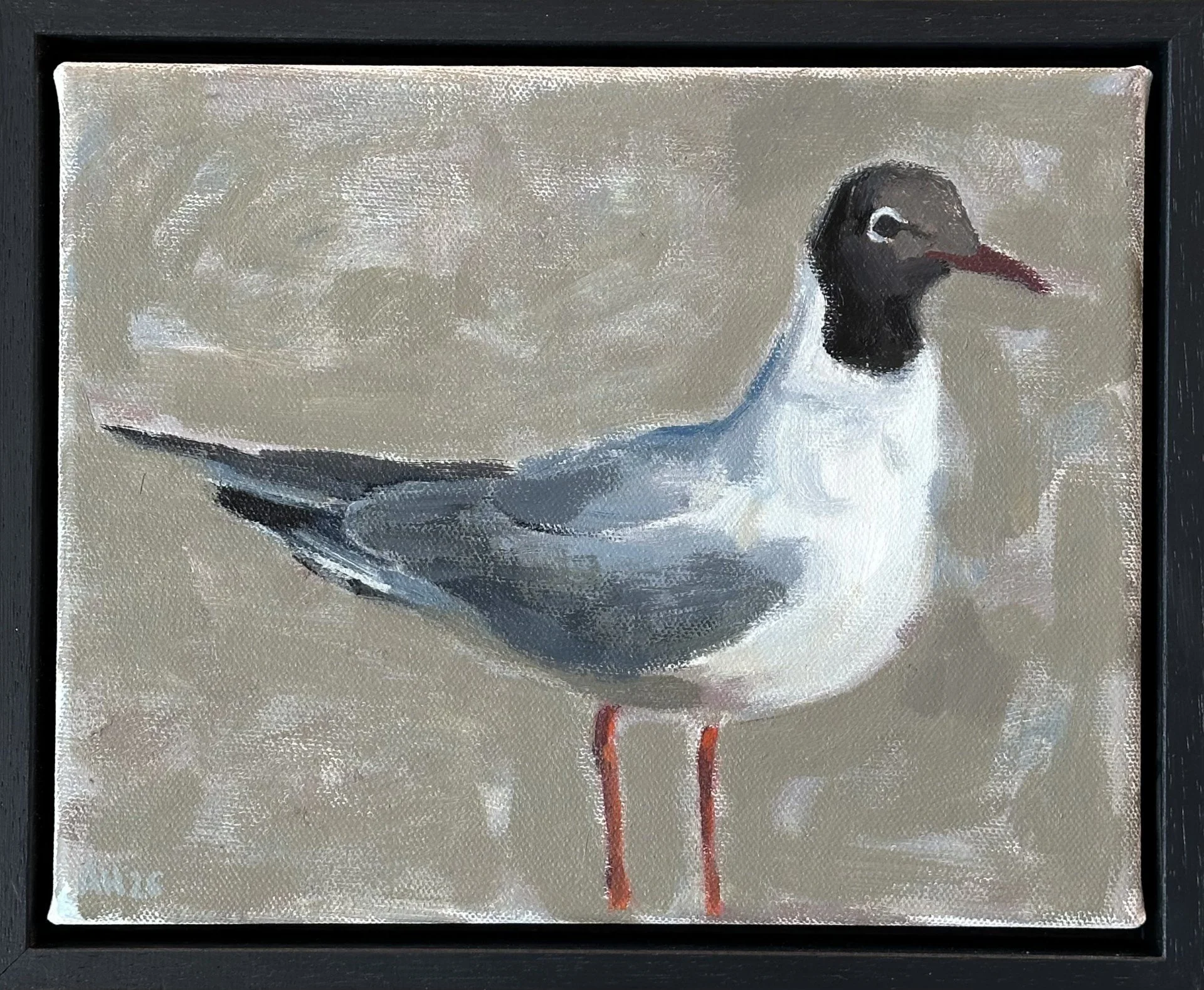 black gull.jfif