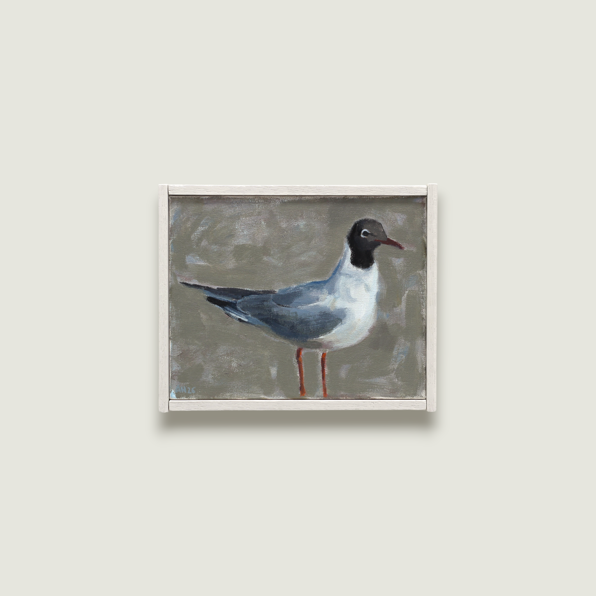 Black-headed gull