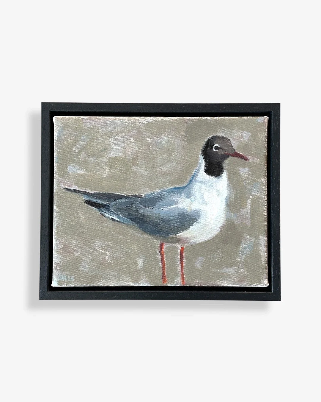 black head gull.jfif