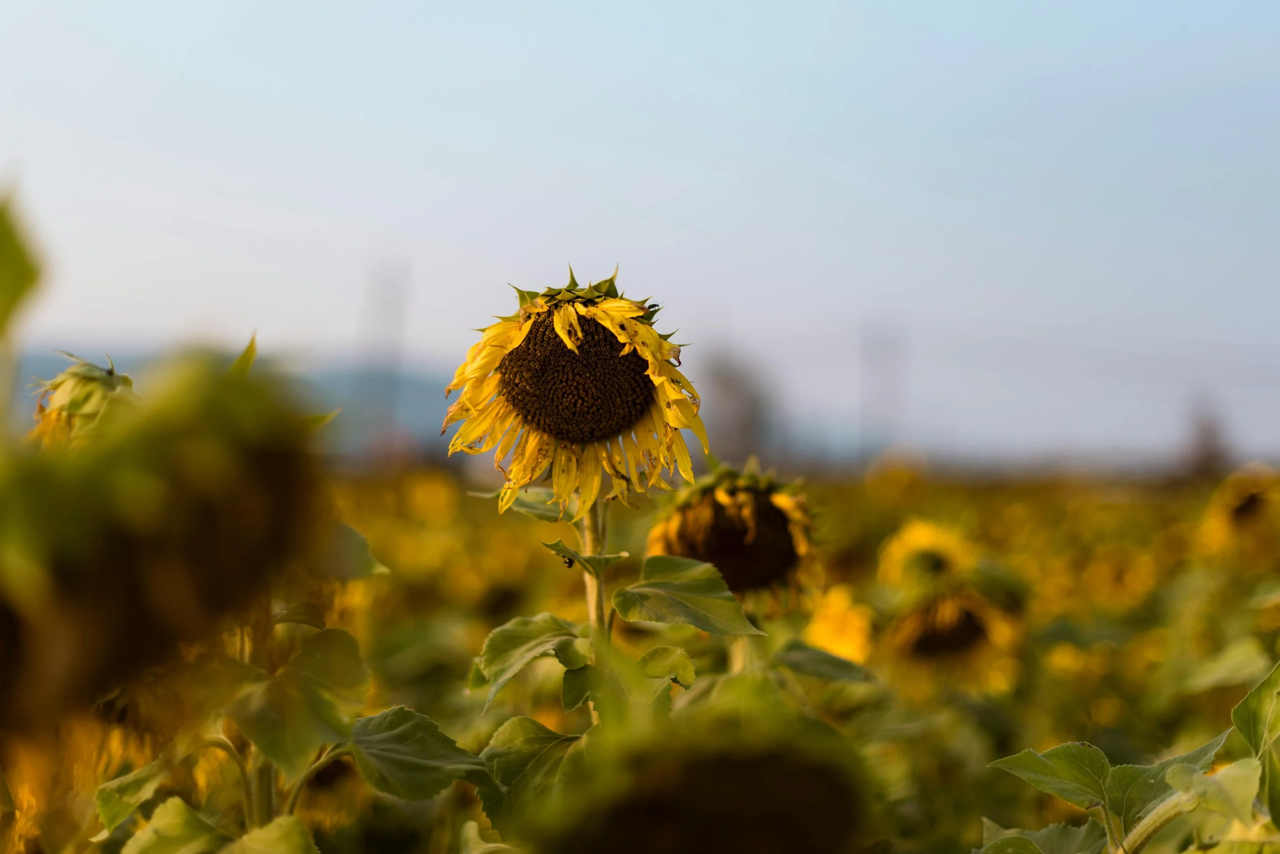 Sunflower field with wilted sunflowers under a clear sky.