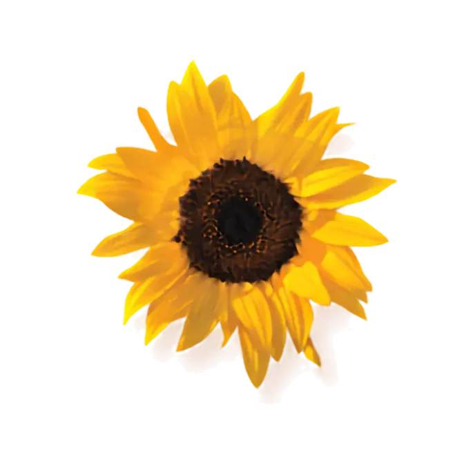 Yellow sunflower from the cover of Phil Williams' memoir on losing a child