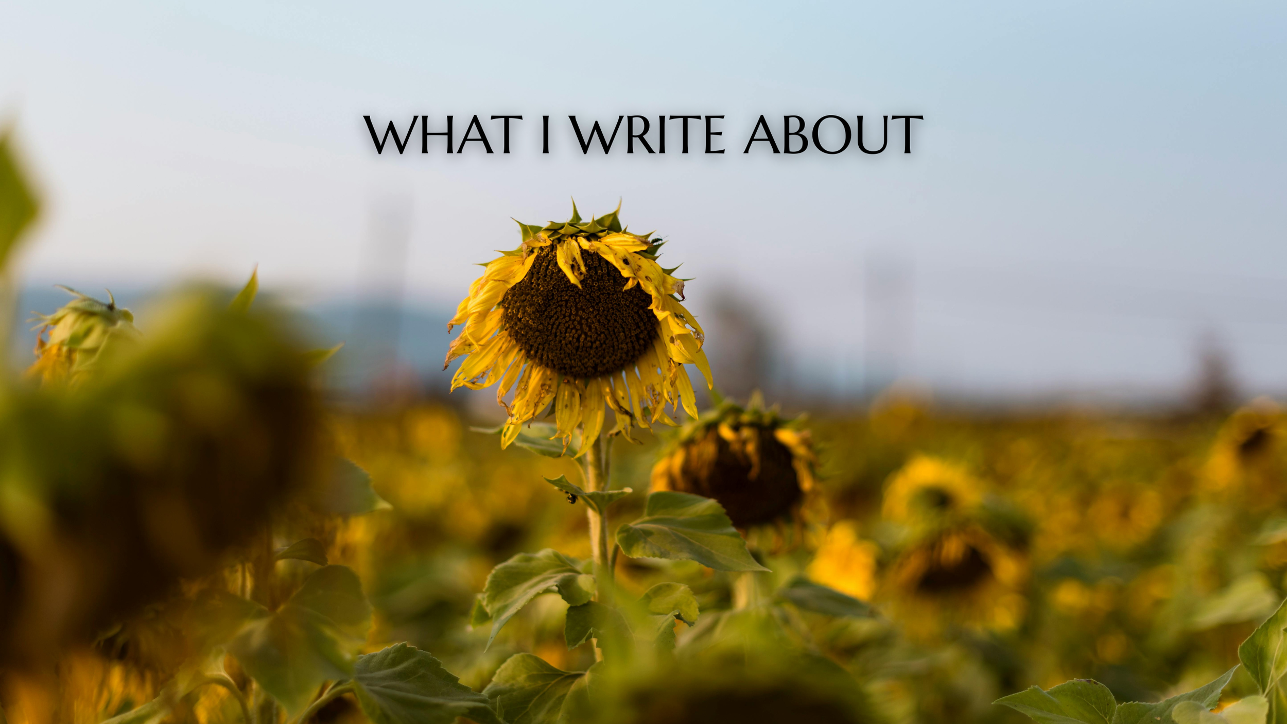 Sunflower field with wilted sunflowers under a clear sky.