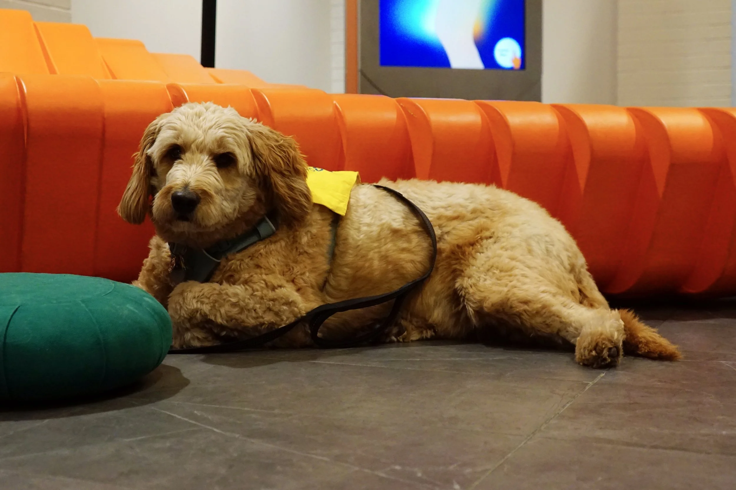 NO PAW-PARAZZI, PLEASE!