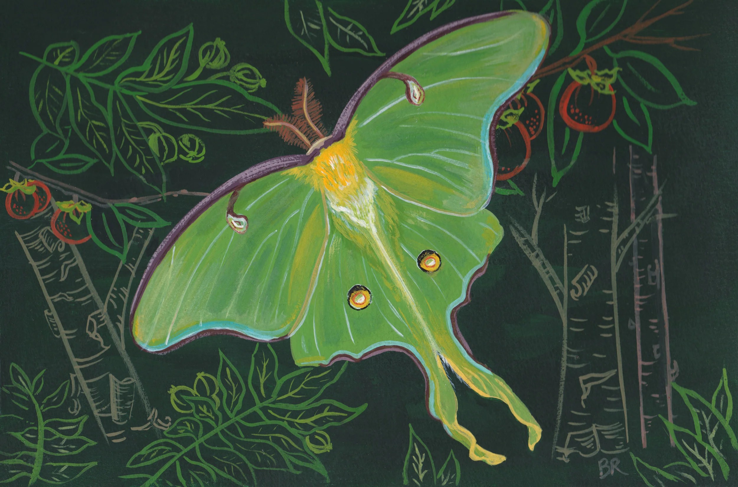 Luna Moth