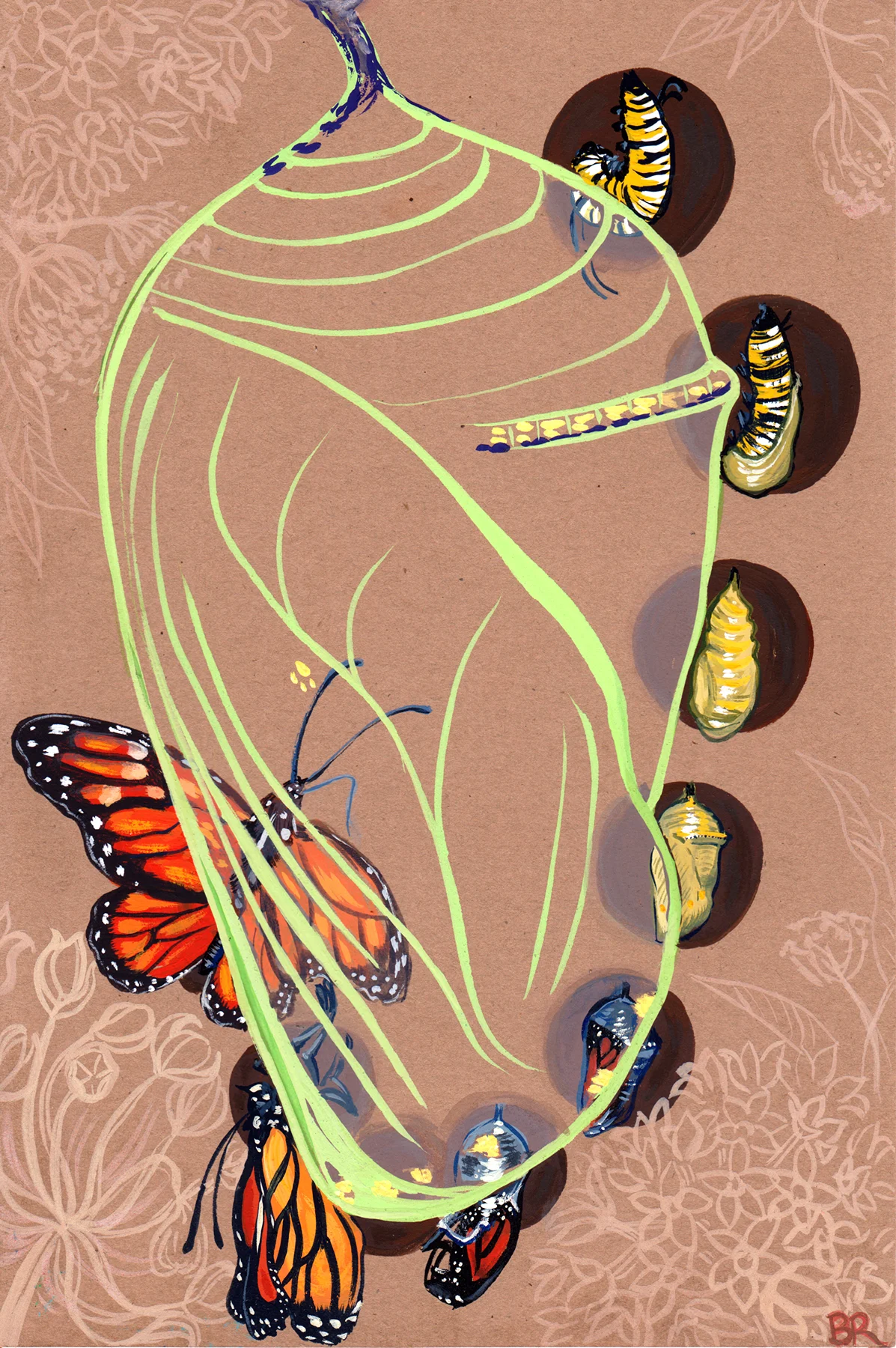 monarch-lifecycle4x6.jpg