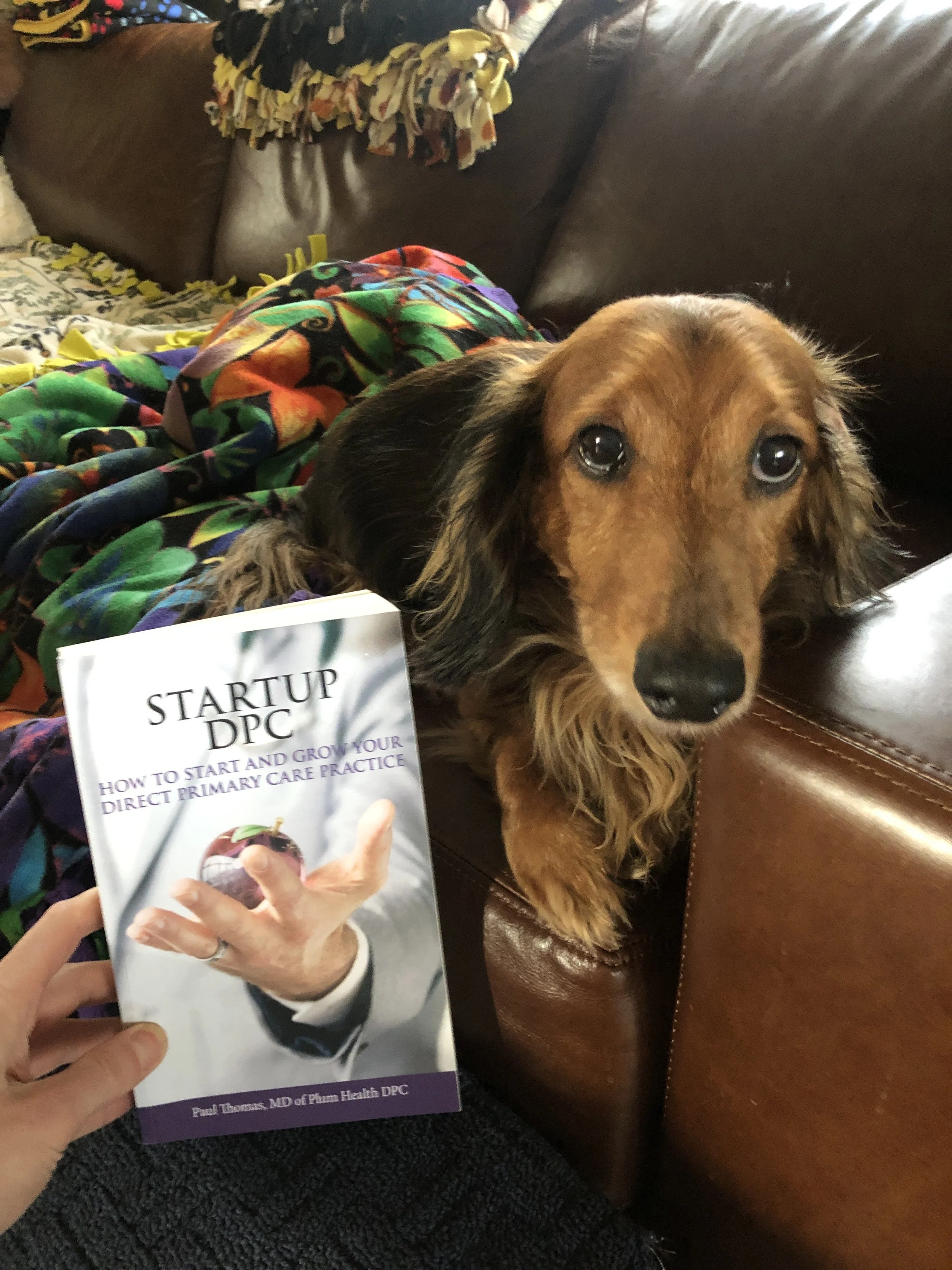 Are Dachshunds the Unofficial Mascot of the Direct Primary Care Movement?