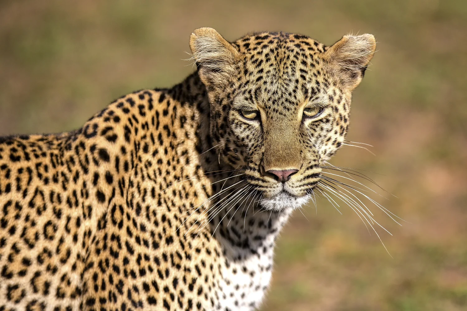 snyder_0957-Africa.jpg