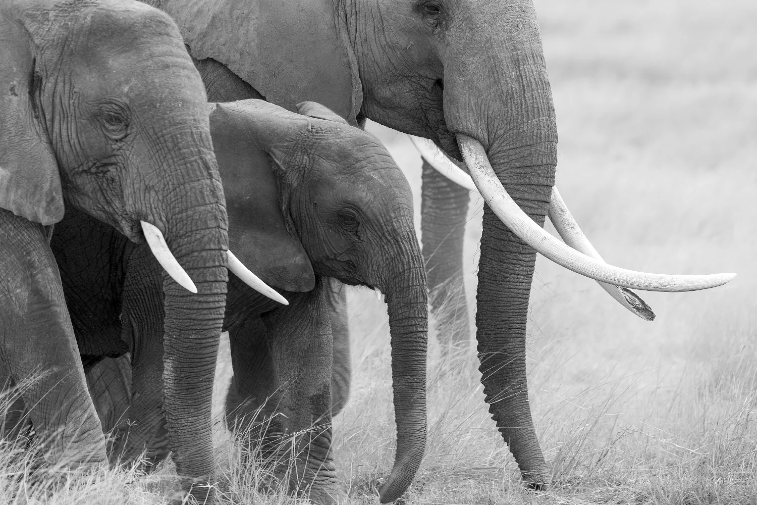 snyder_2051-Kenya.jpg