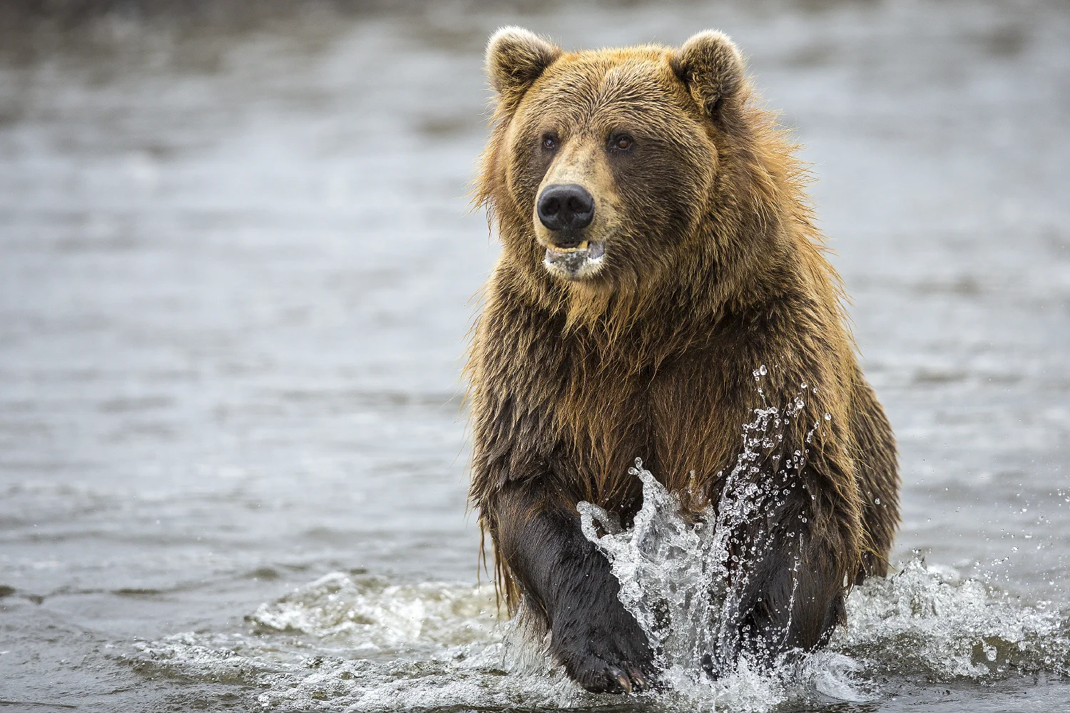 snyder_3511-Alaska.jpg