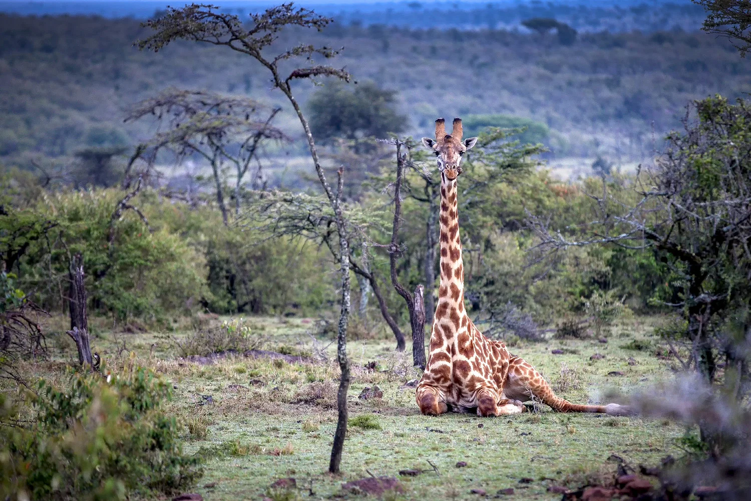 snyder_5152-The Conervancy_Kenya.jpg