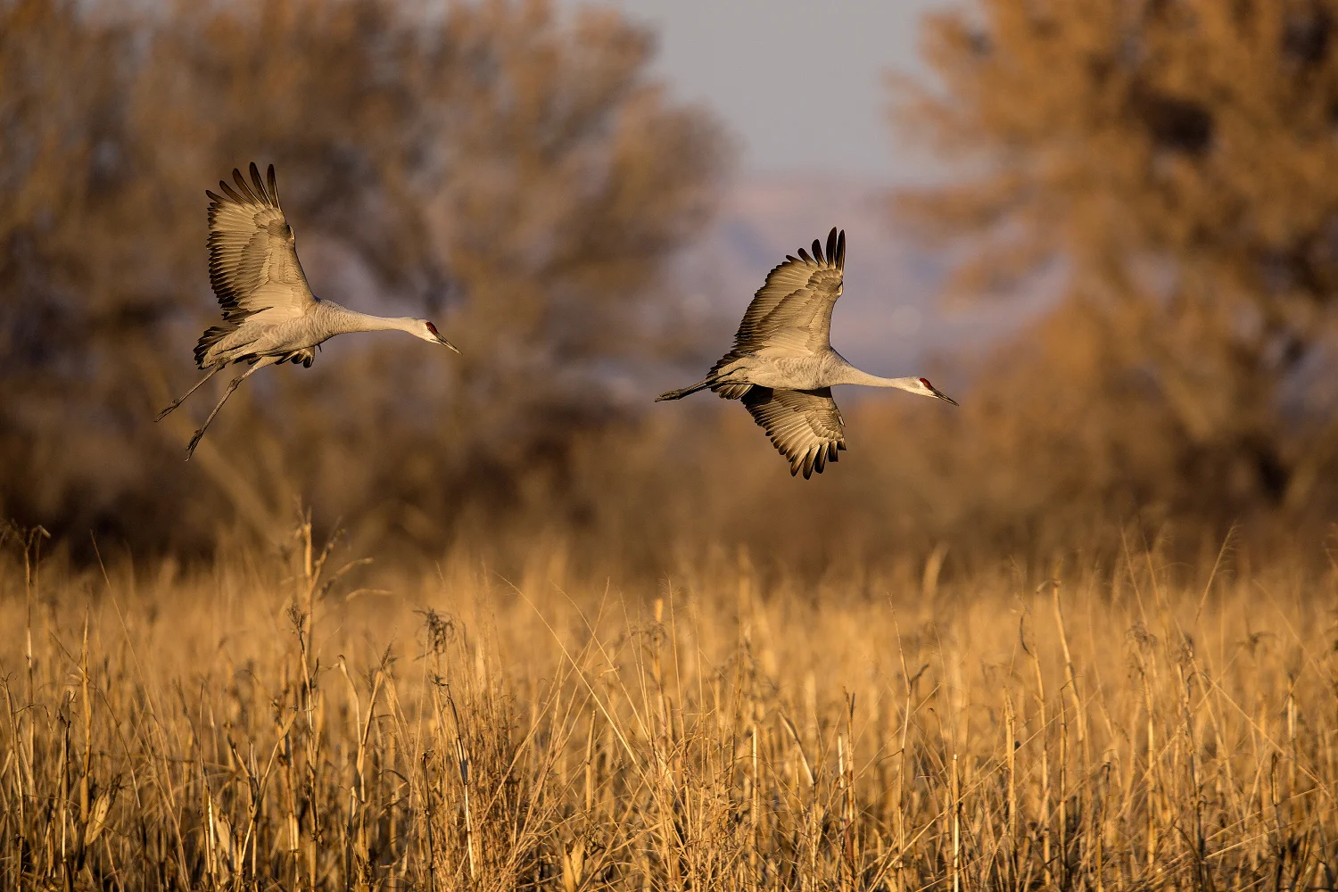 snyder_5691-Bosque Del Apache.jpg