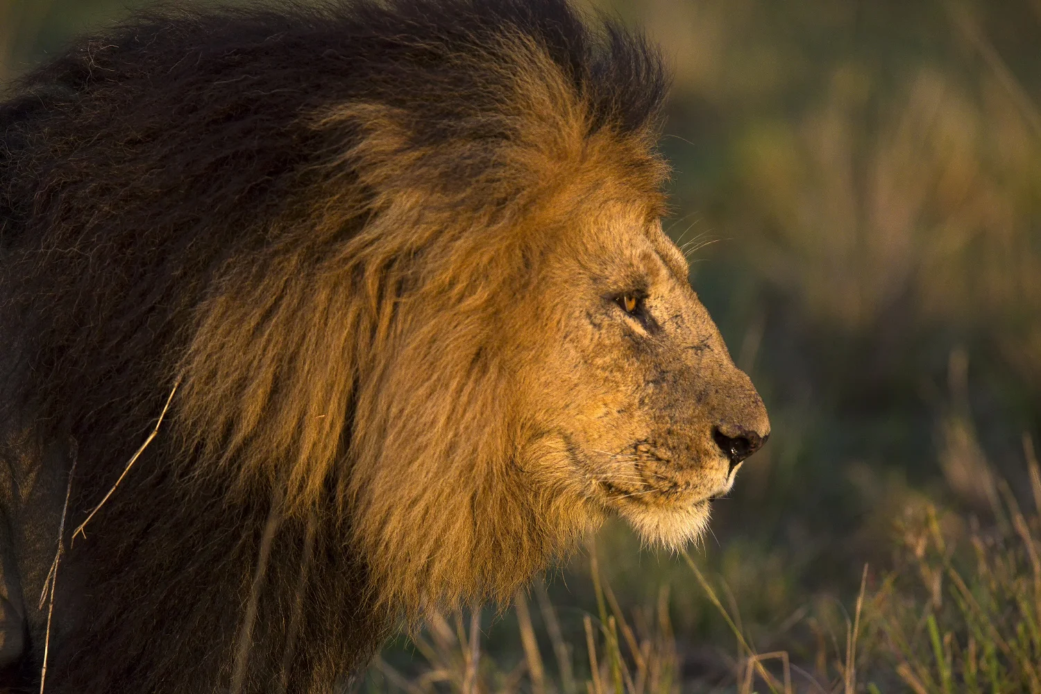 snyder_8644-Africa.jpg