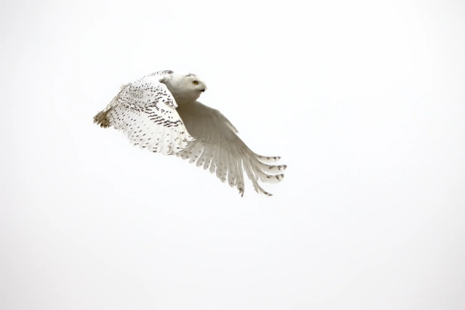 snyder~ snowy Owl-9802 Minnesota.jpg