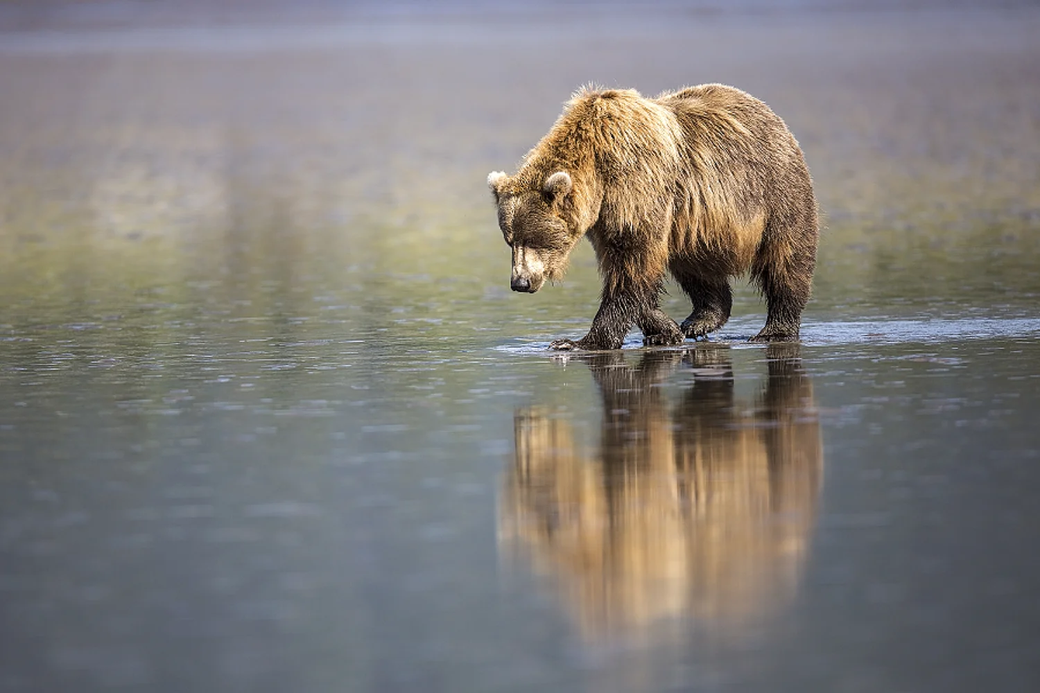 snyder~ Calamming Bear-3108-Alaska.jpg