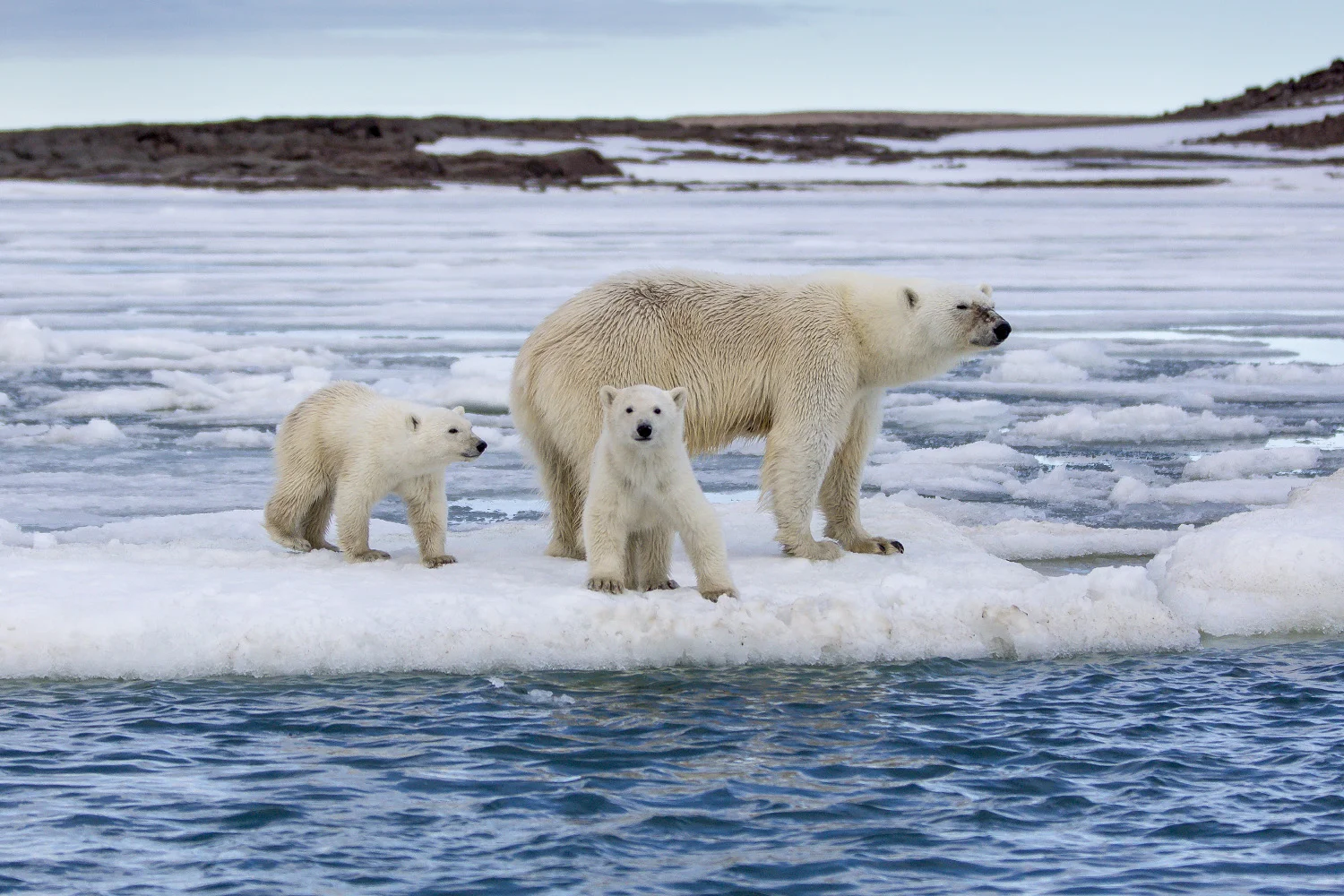 41 snyder_Svalbard_9247© 2017.jpg