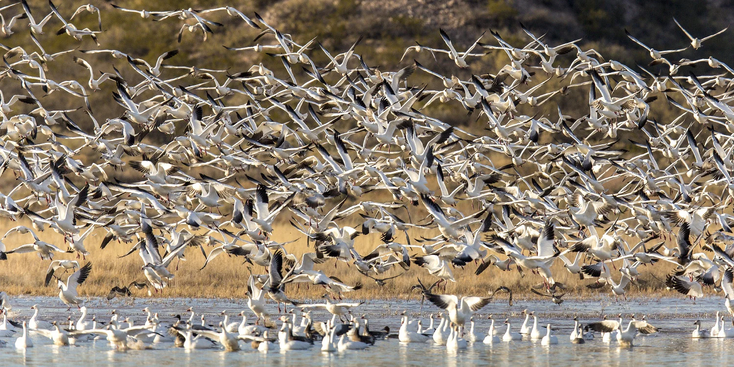 29 snyder_6784-Bosque Del Apache.jpg