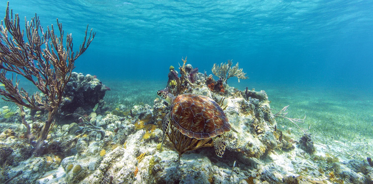 8 Underwater_Turks & Caicos.jpg