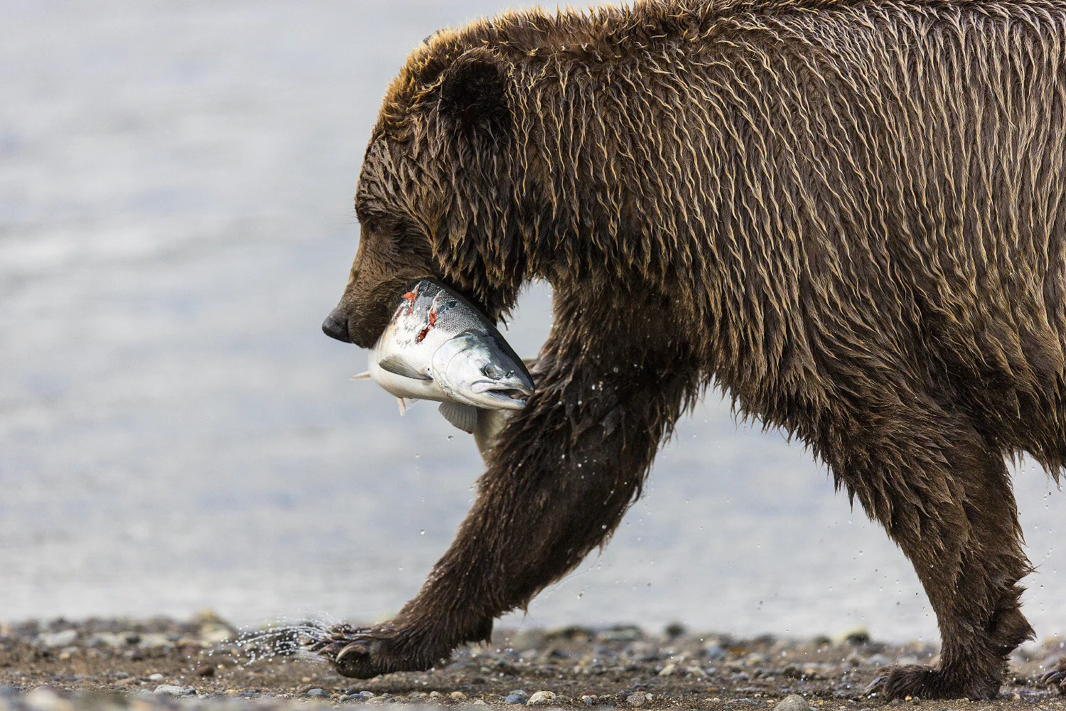 11 snyder~ Lunch-4681-© 2012.jpg