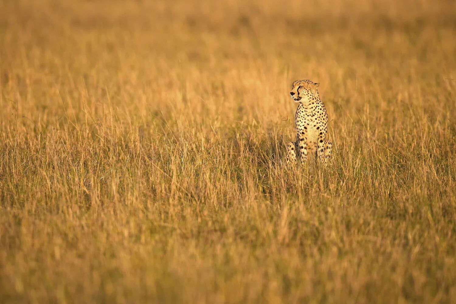 24 snyder_Mara_0100-©2014.jpg