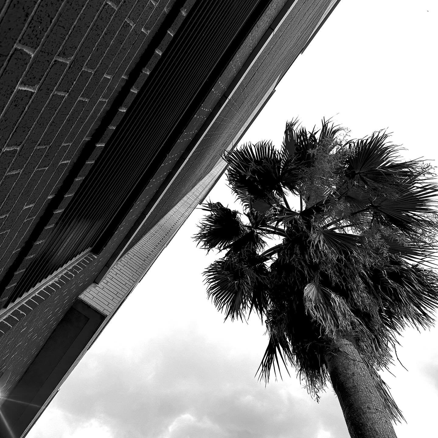 2025.178 It is the nature of the strong heart, that like the palm tree it strives ever upwards when it is most burdened.

Philip Sidney