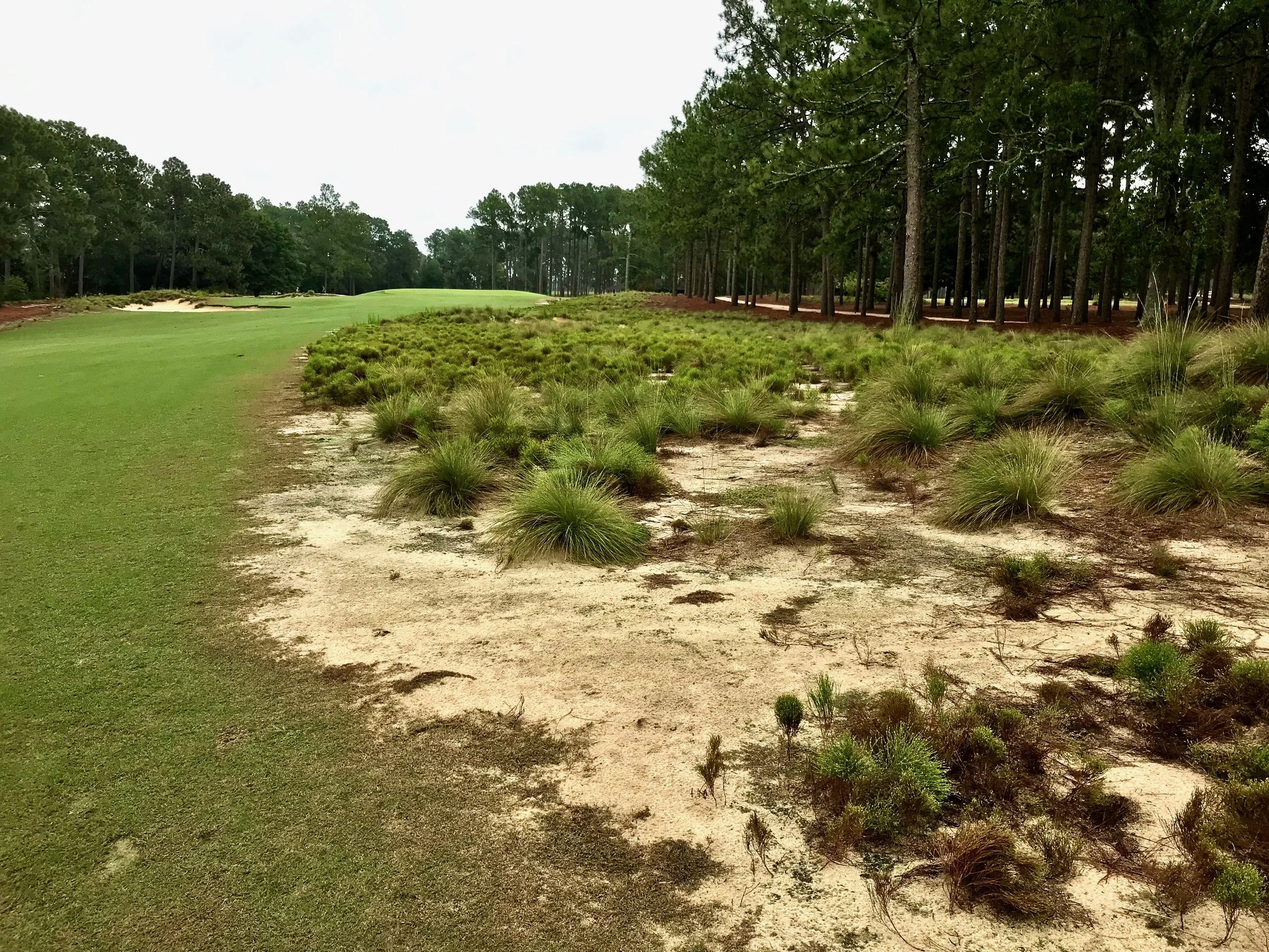 Pinehurst's Missed Opportunity