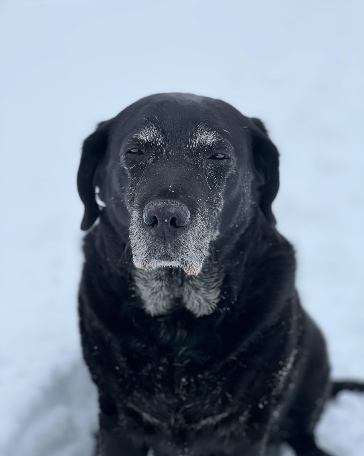 Shop dog. Snow day. KP.

#sendicateski #thesendicate #ski #skiing #skishop #powder #powderday #backcountryskiing #backcountryski #factionskis #itrustlook #skilocal #skiindependent #snow #snowboarding #snowboard #skicolorado #coloradoskiing #smallbusi