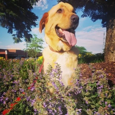 Spencer - 2yr old great pyr golden mix with severe osteoarthritis now on hospice care.