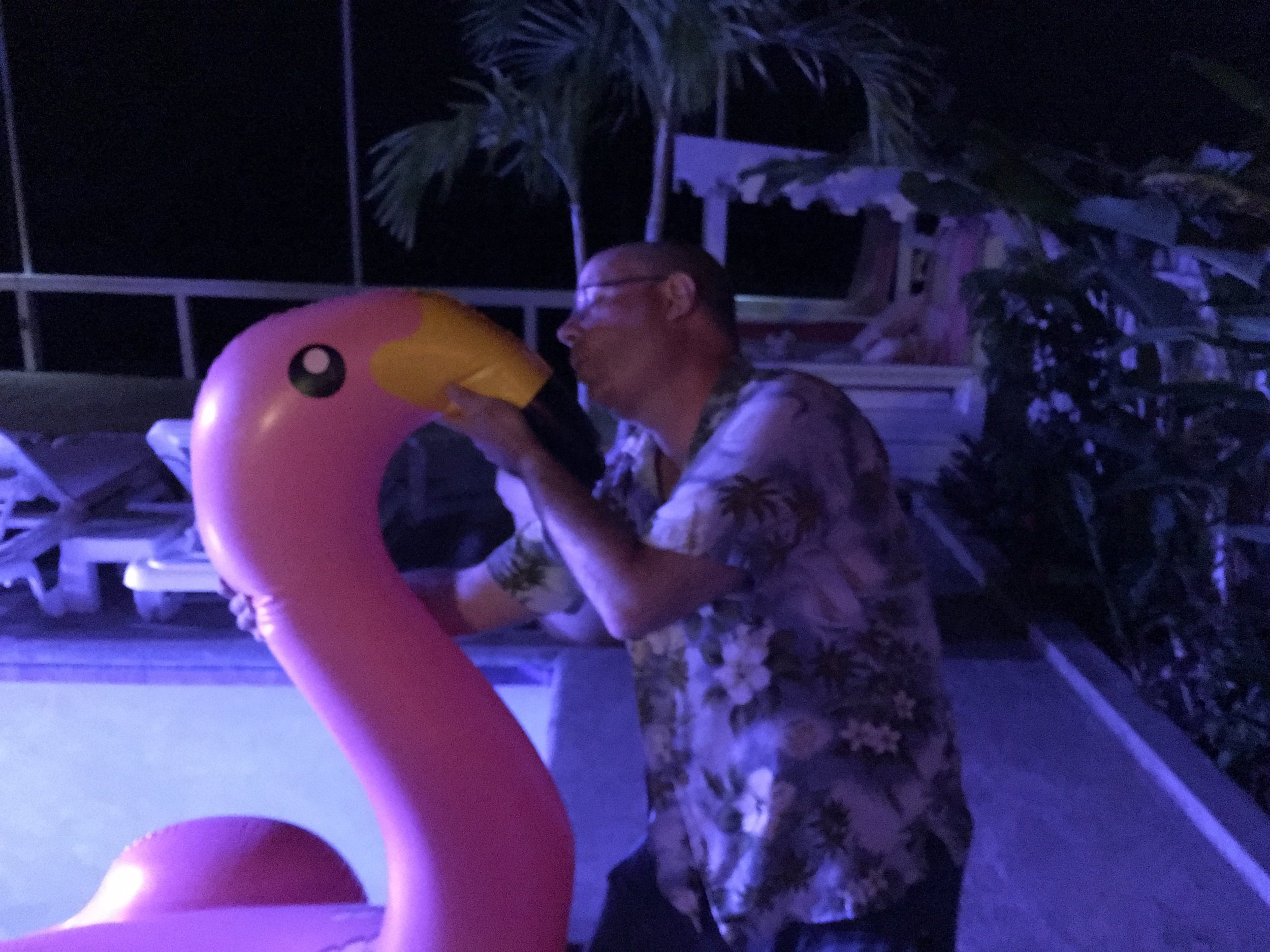 Flamingos are Bonaire's bird, so I figured I should pay my respects...