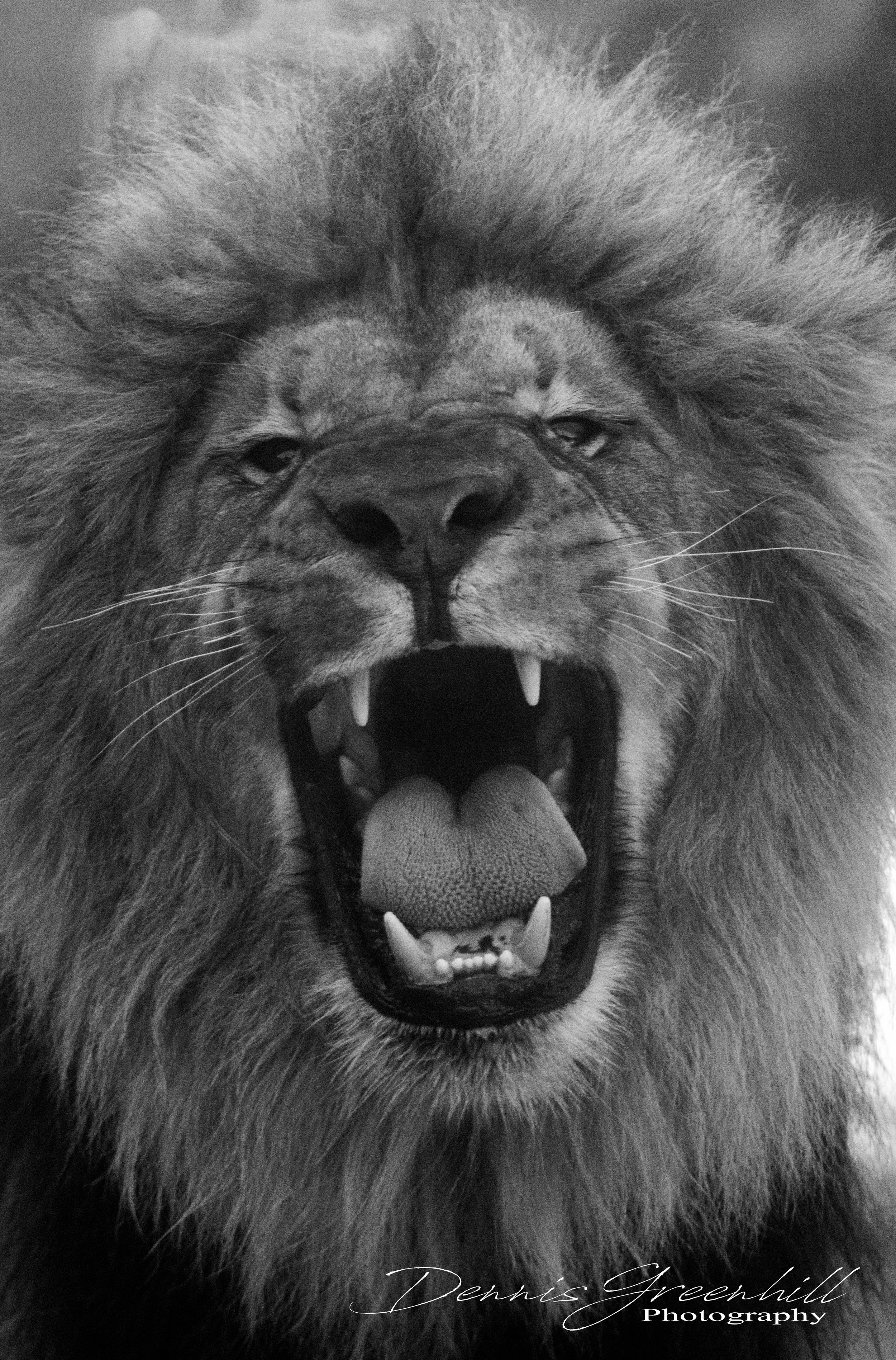 MaleLionRoar1LIGHTROOM2019LOGO.jpg