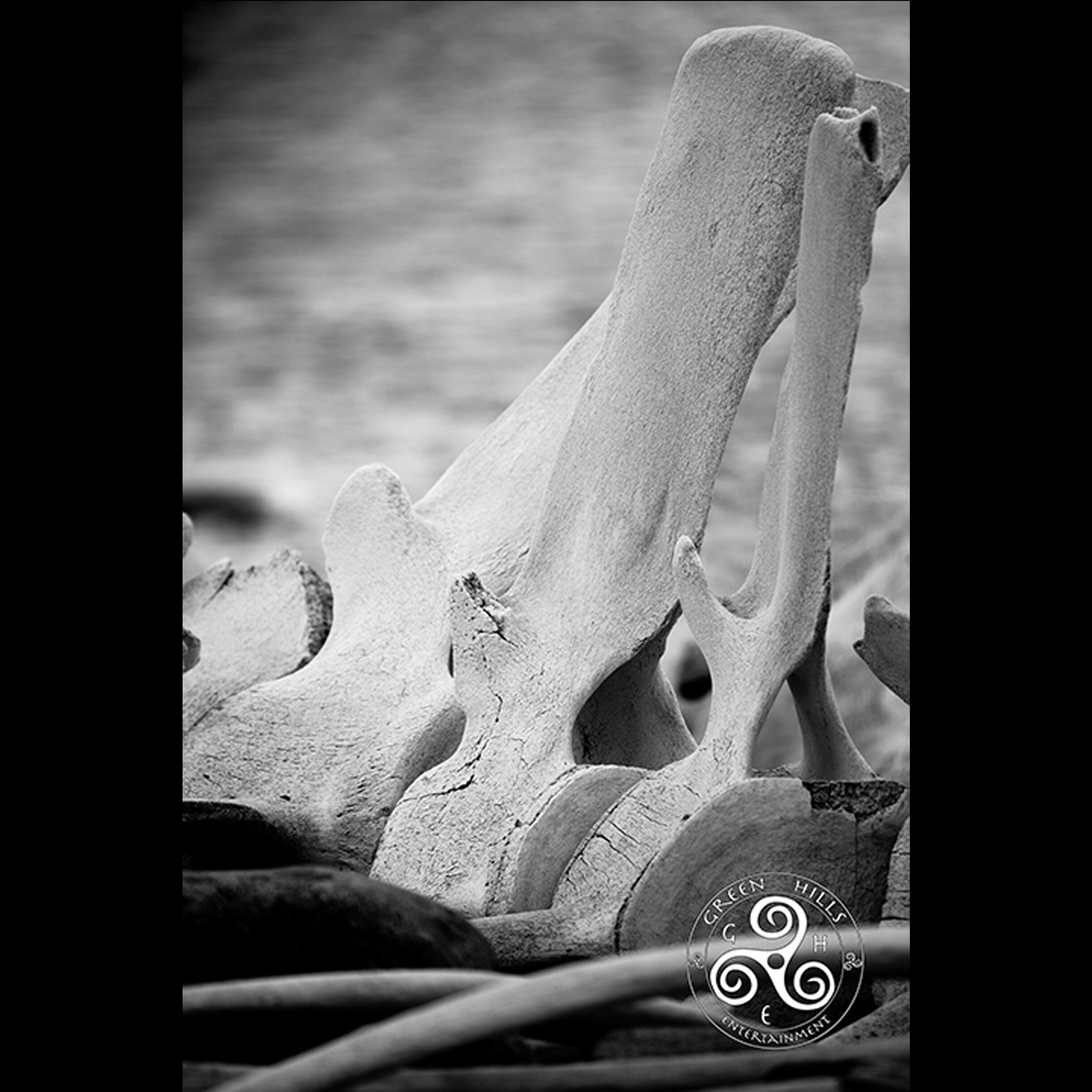 blackandwhitewhalebones.jpg