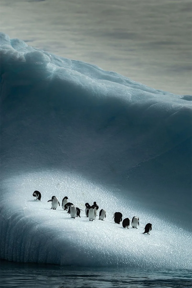 National Wildlife Federation Photography Contest 2021- Honorable Mention