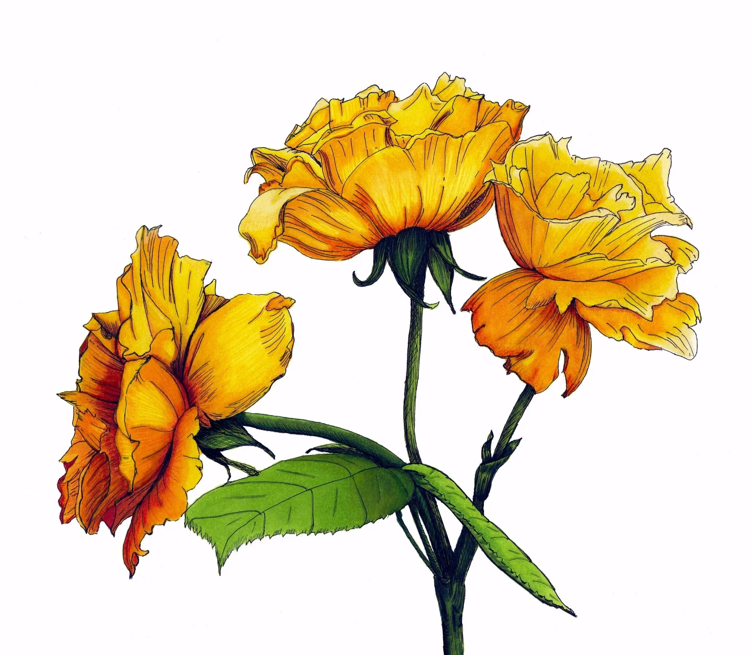 Yellow Roses (Copy)
