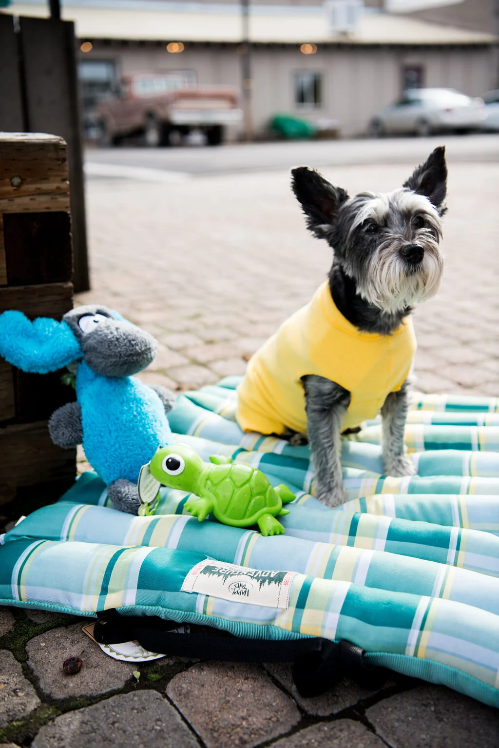 TheDogSpotJosephOregonPleaseCreditTaliaJeanGalvinwhenSharing(15of105).jpg