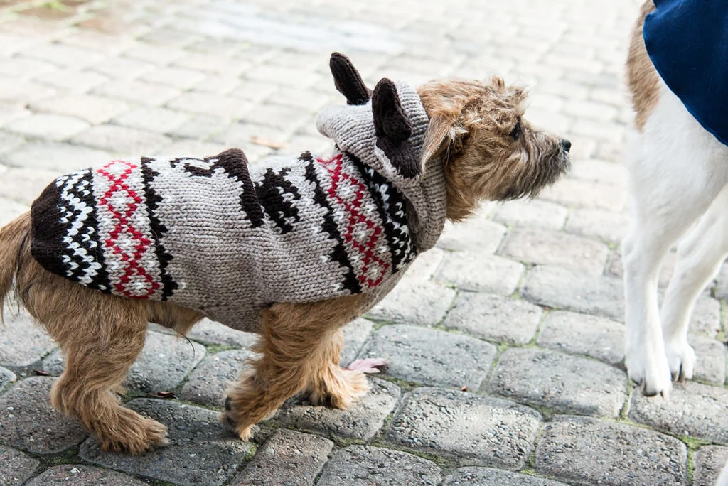 TheDogSpotJosephOregonPleaseCreditTaliaJeanGalvinwhenSharing(83of105).jpg