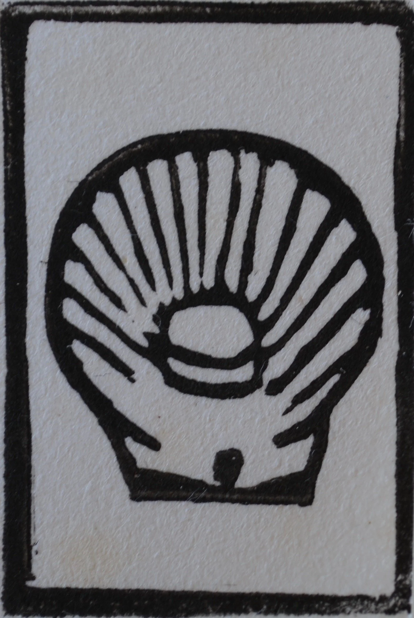 Scallop
