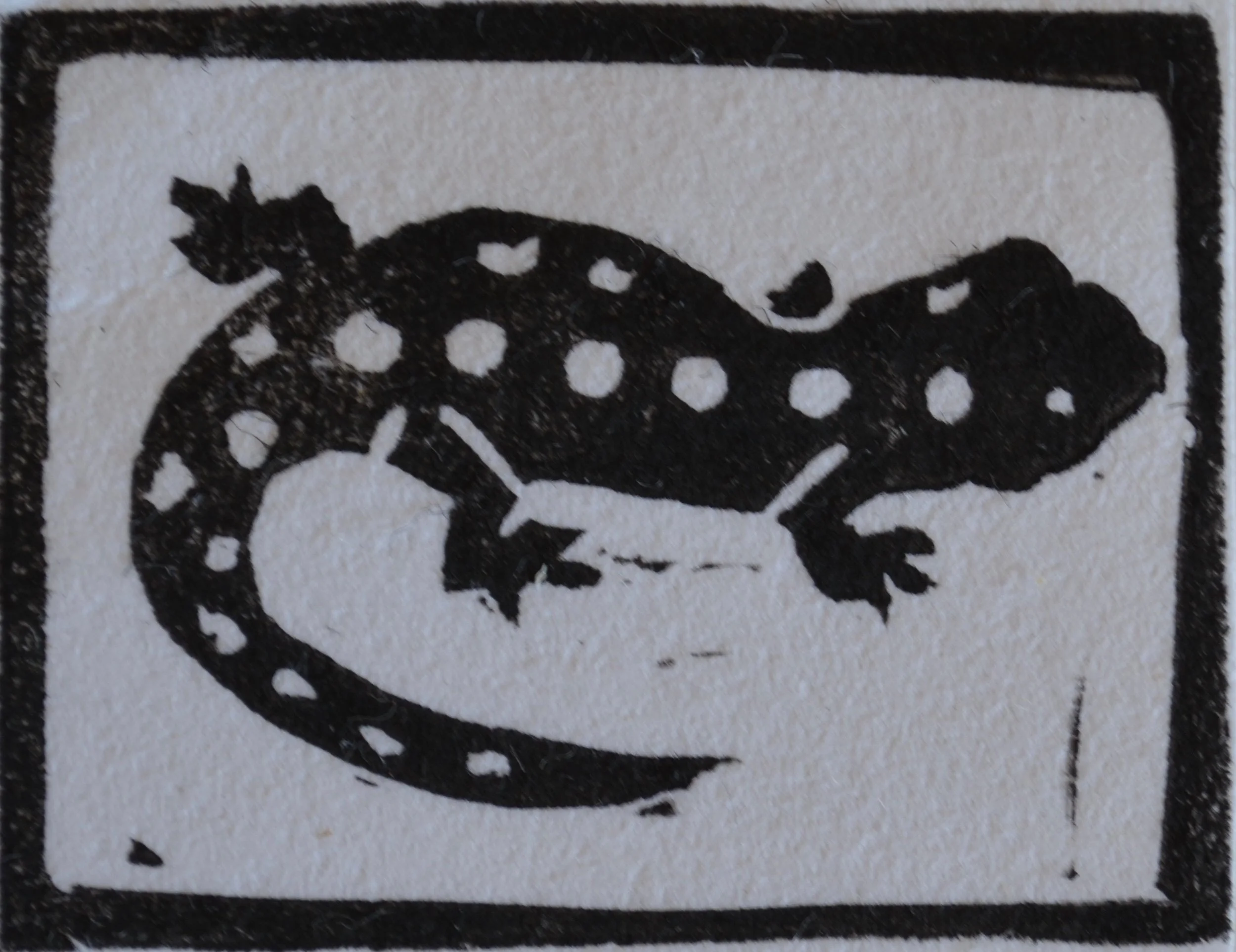 Lizard