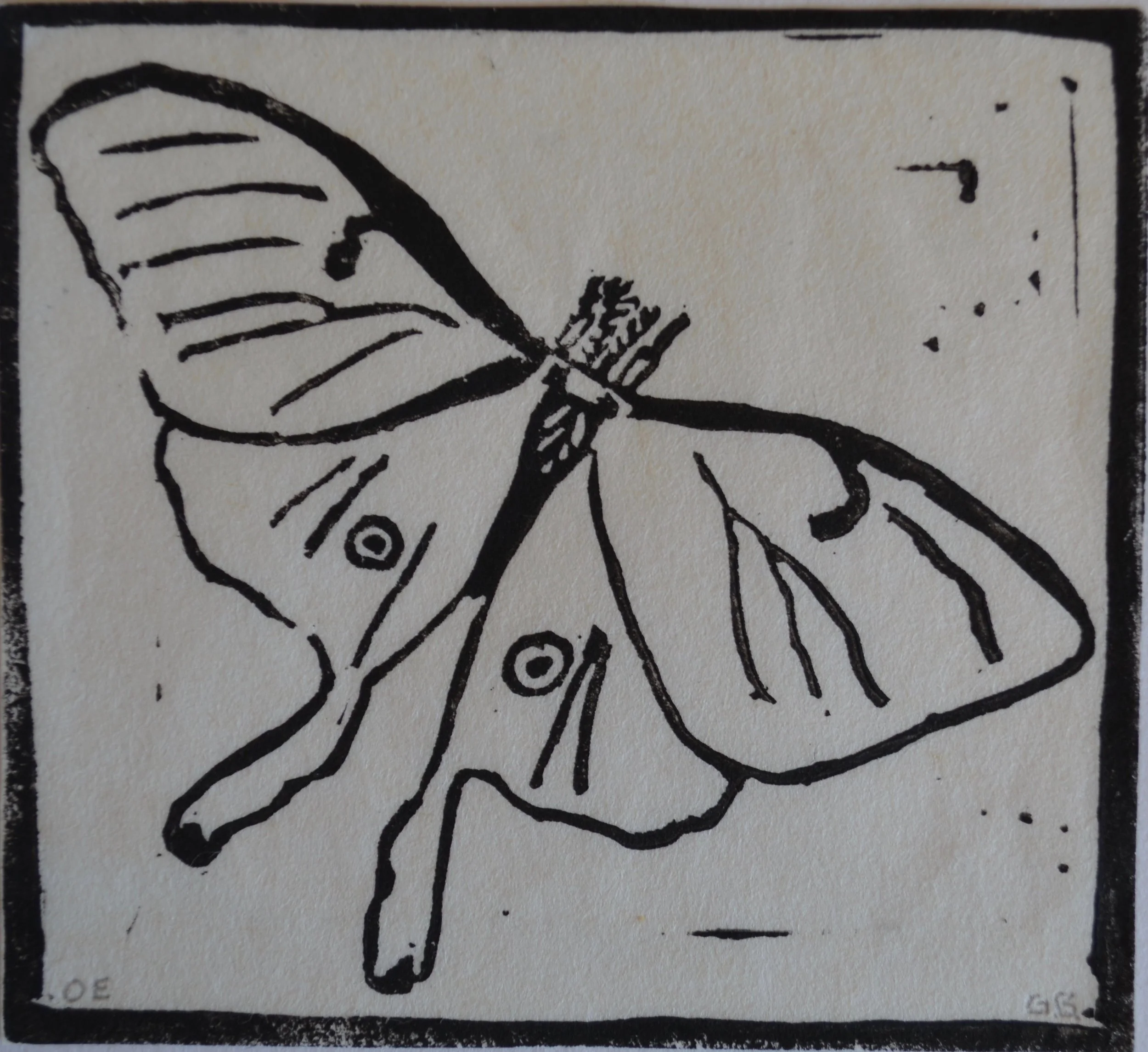 Moth