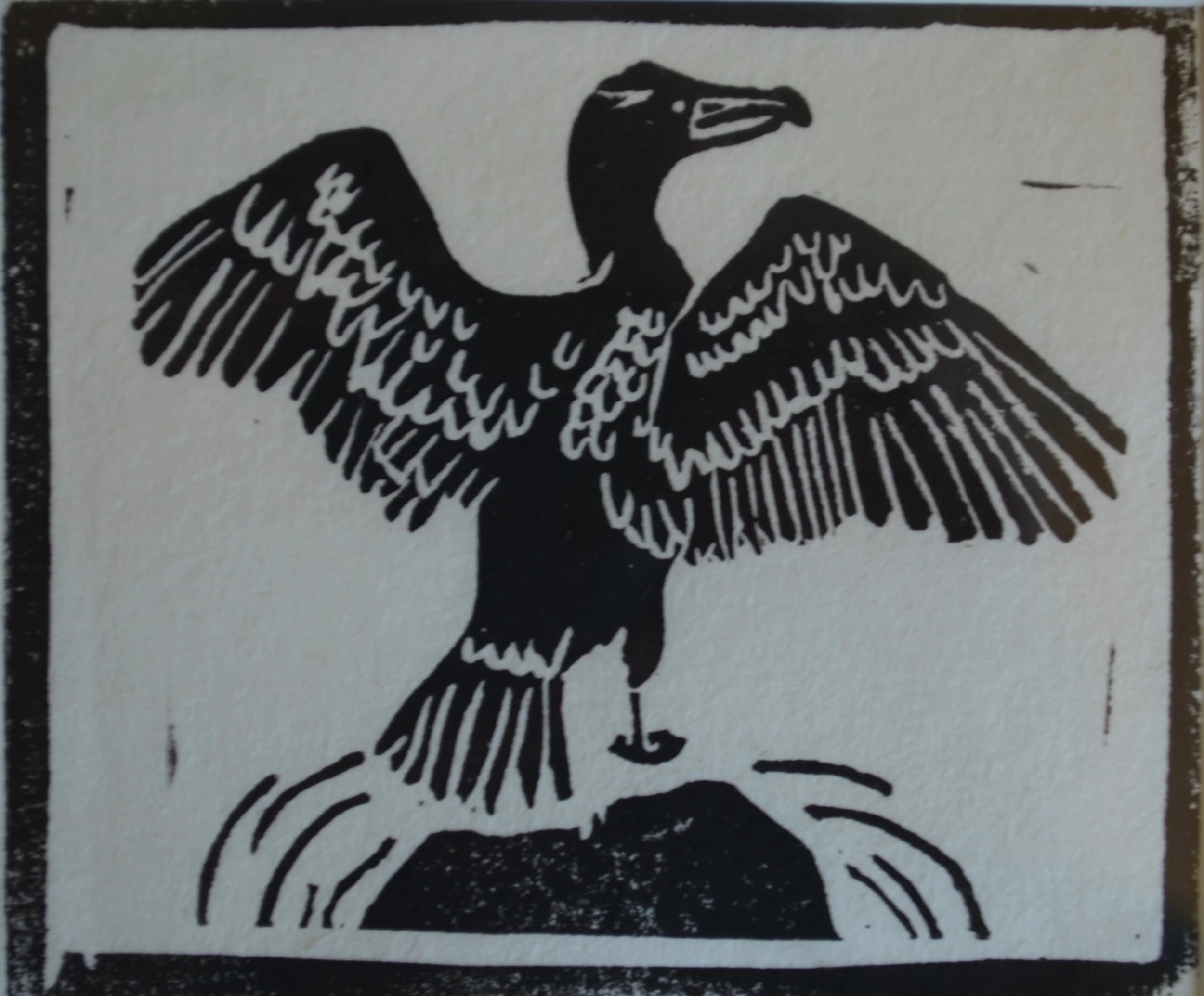 Cormorant