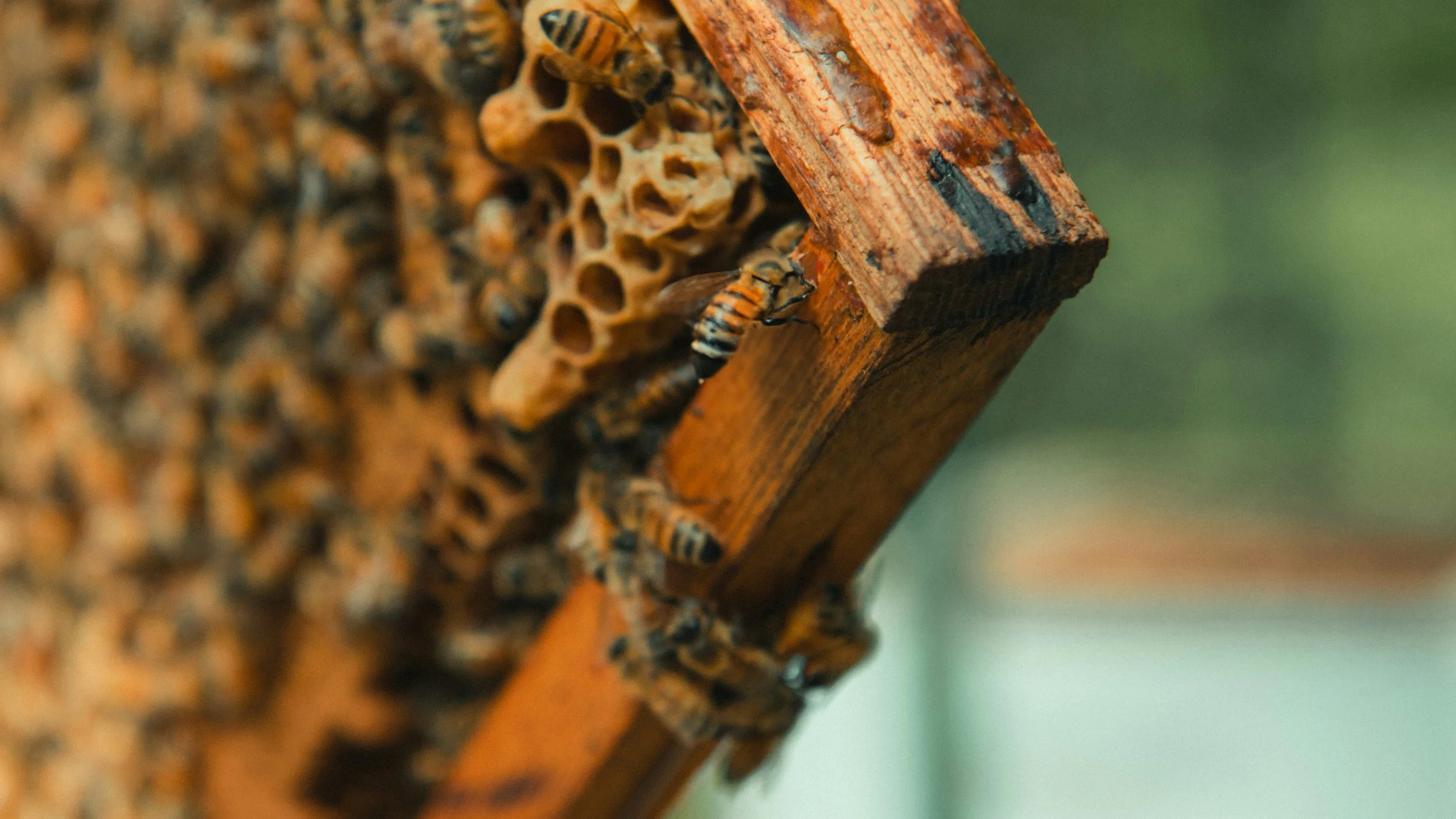 “Stillness lifts a loaded frame from / the boxed hive of my heart”