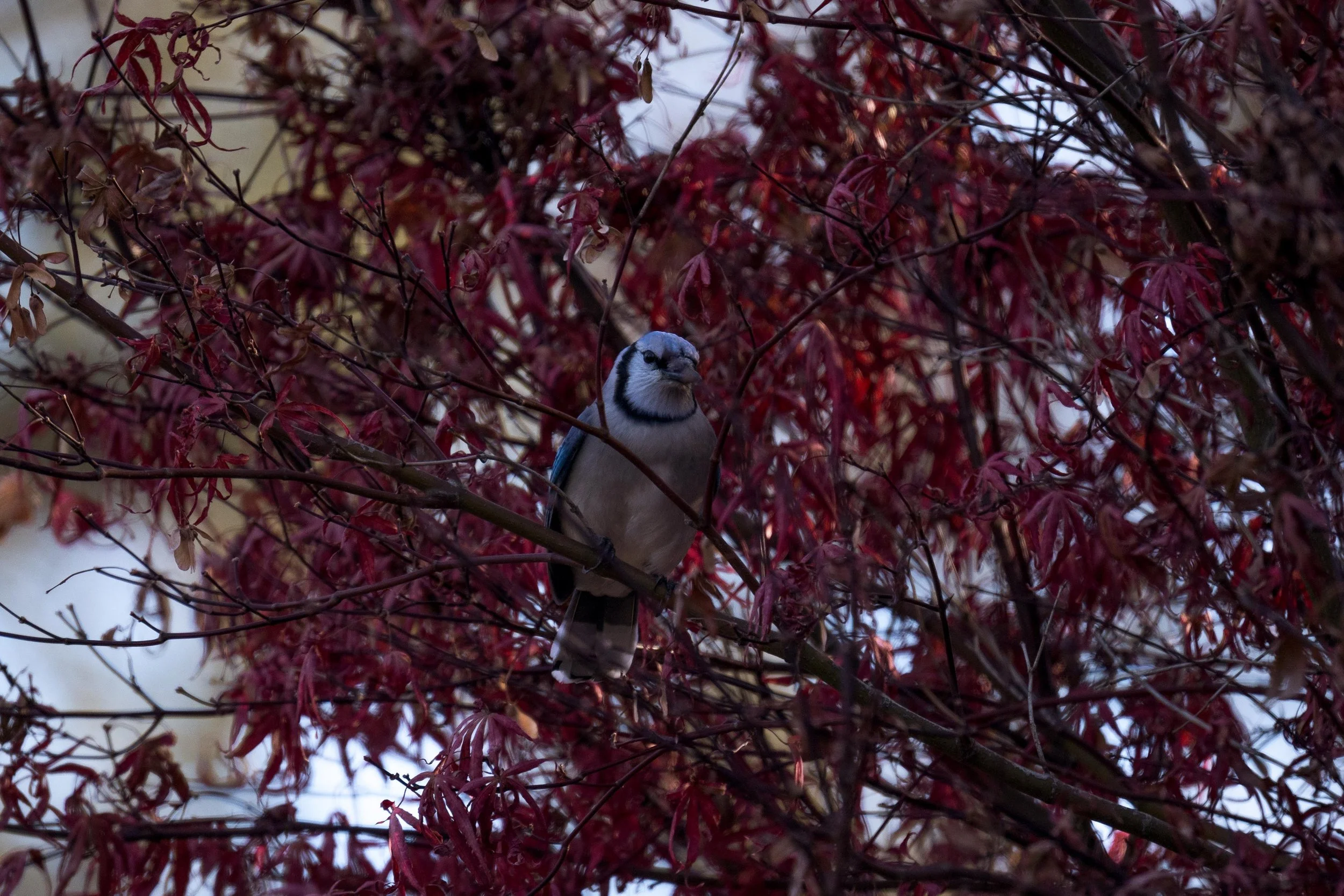 DSC06870.jpg