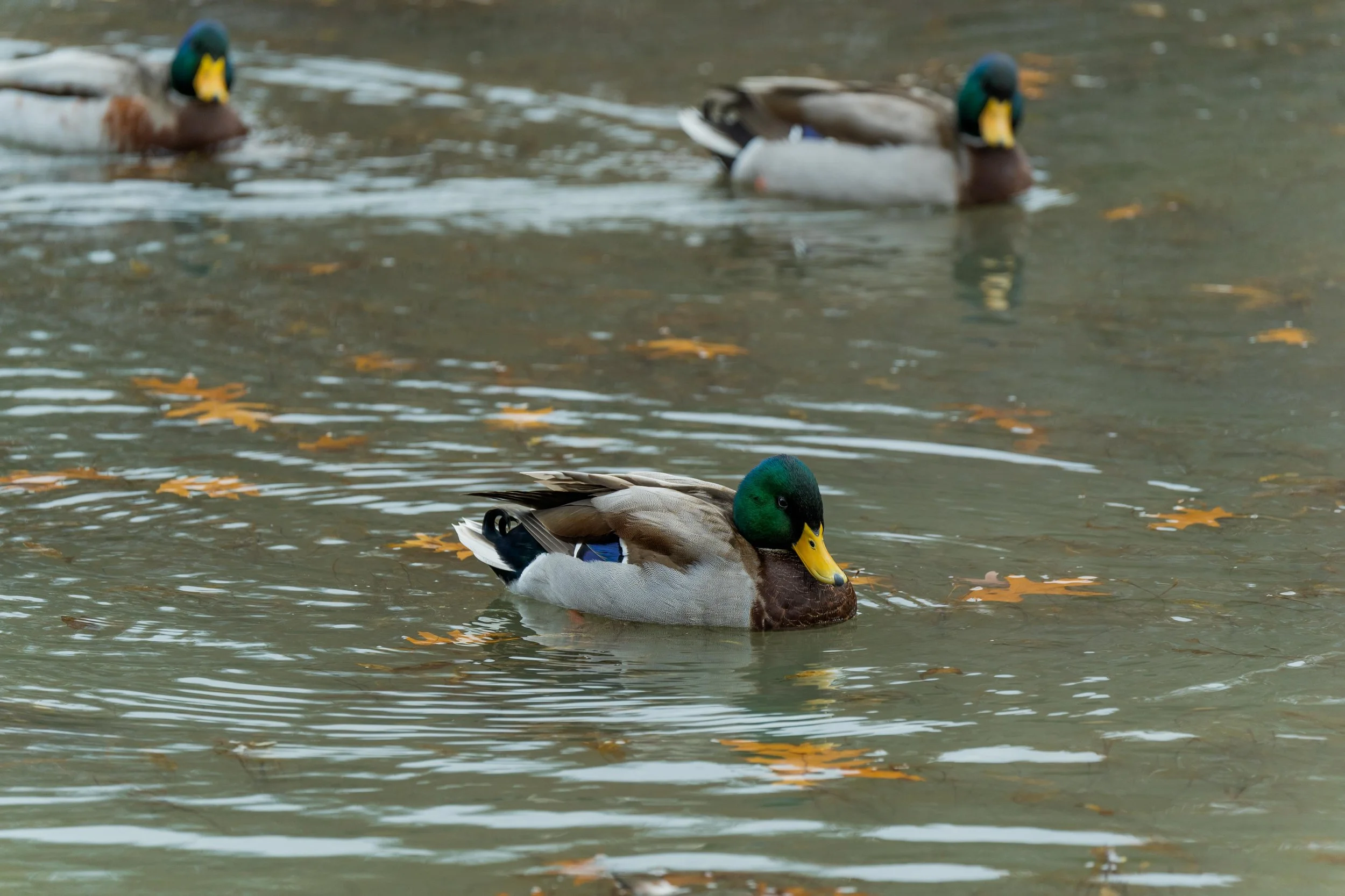 DSC06397.jpg