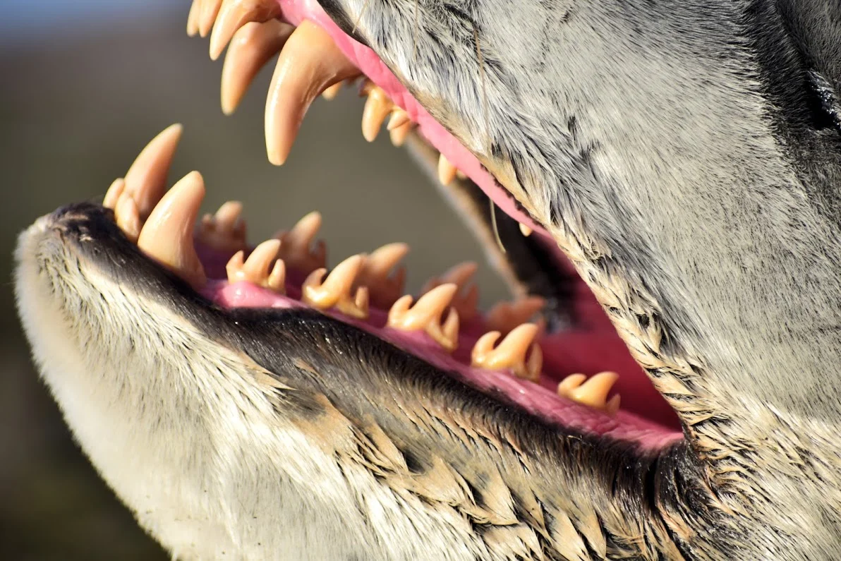 Lep seal teeth_SK.jpg