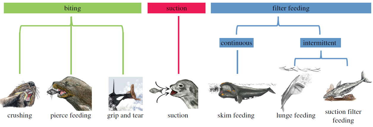 Revisiting the behavioural framework of feeding in predatory aquatic mammals