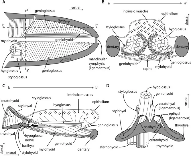 Tongue and Hyoid Musculature and Functional Morphology of a Neonate Gray Whale (Cetacea, Mysticeti, Eschrichtius robustus)