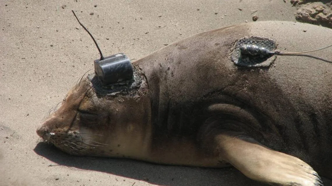 Tech improves study, understanding of elephant seals