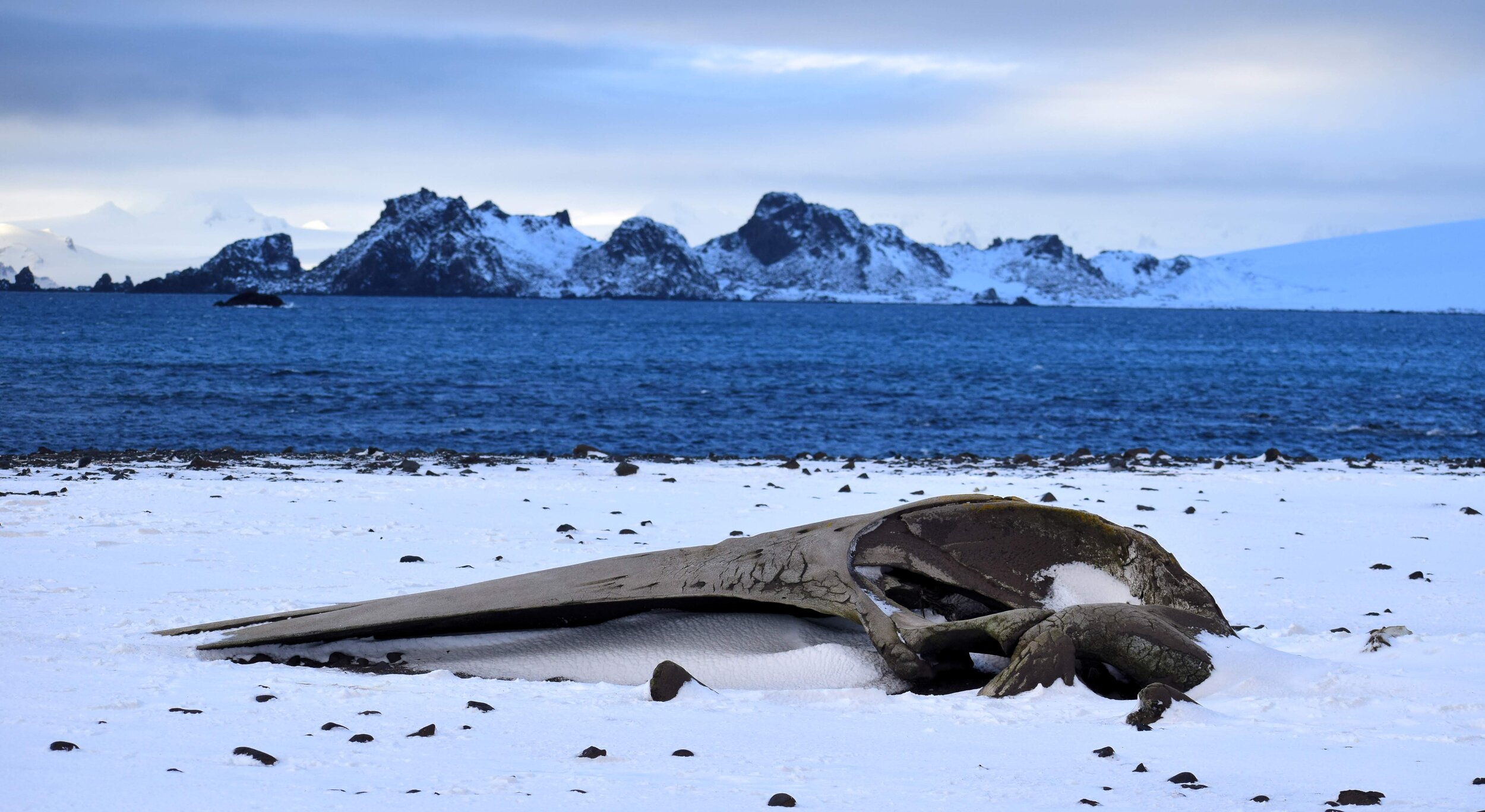 Whale skull in snow_SK.jpg