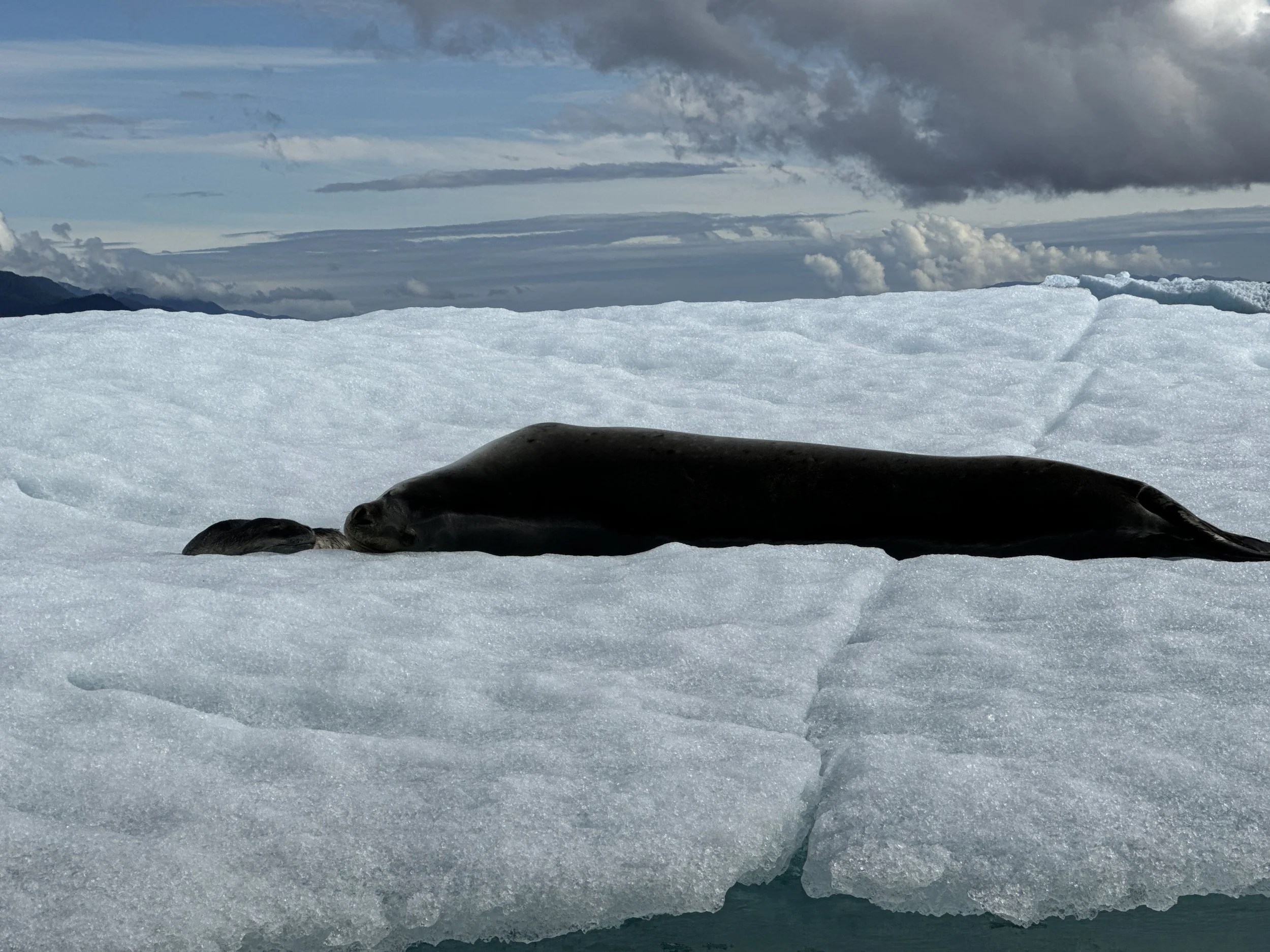 Postmortem attentive behavior in leopard seals: insights into mother–pup interactions